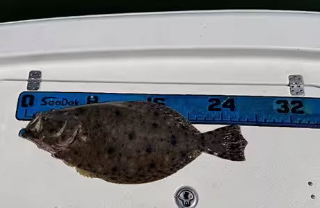 27 inch Flounder caught in Ocean Isle in August 2025