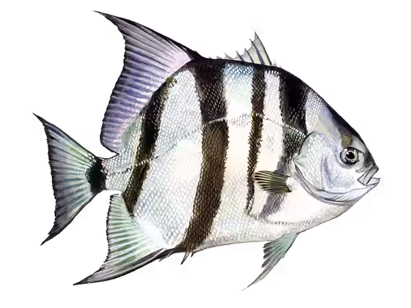 Atlantic Spadefish identification photo
