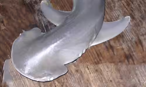 NC Bonnethead Shark