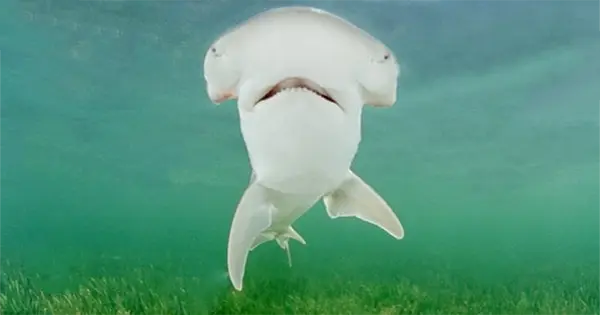 Bonnethead Sharks in North Carolina: Complete Guide