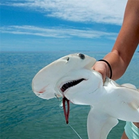Bonnethead Shark