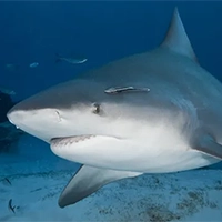 Bull Shark