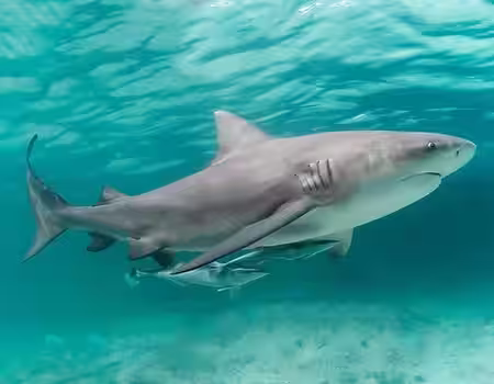 NC Bull Shark underwater