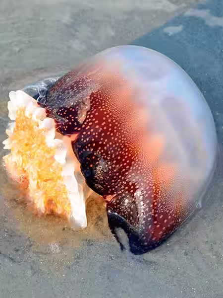 Cannonball Jellyfish laying on the beach to be used for Spadefish bait