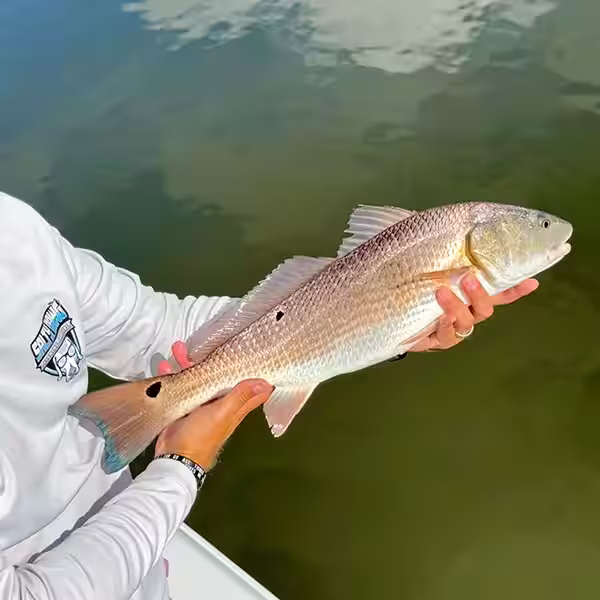 Captain Harvey Wall releasing a NC redfish