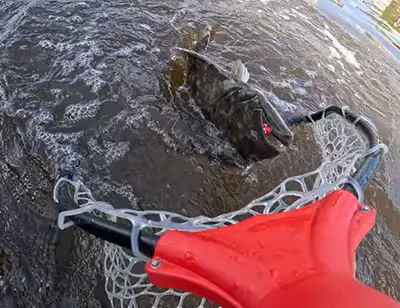Flounder in landing net in Ocean Isle Beach Flounder in landing net in Ocean Isle Beach