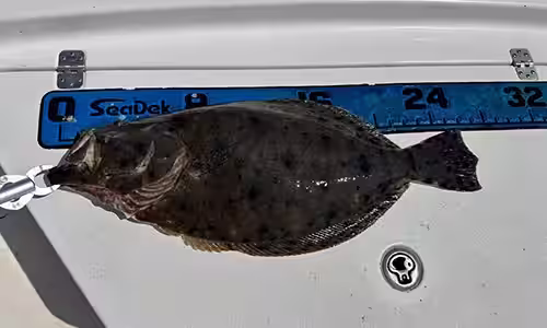 How to measure a Flounder in North Carolina from the tip of the snout to the tip of the tail