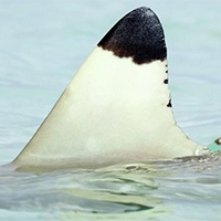 Blacktip Shark