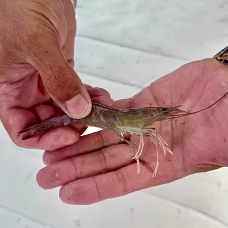 Live shrimp caught in cast net Ocean Isle Beach