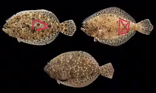 North Carolina Flounder species identification showing Southern Flounder, Summer Flounder, and Gulf Flounder