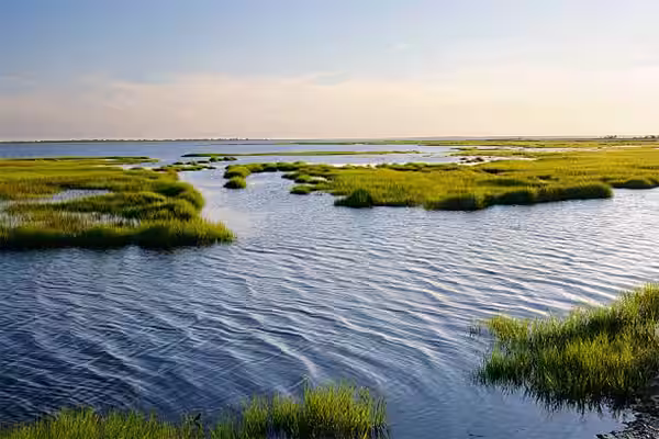 Marshes and inlets - home to the NC Bonnethead Shark