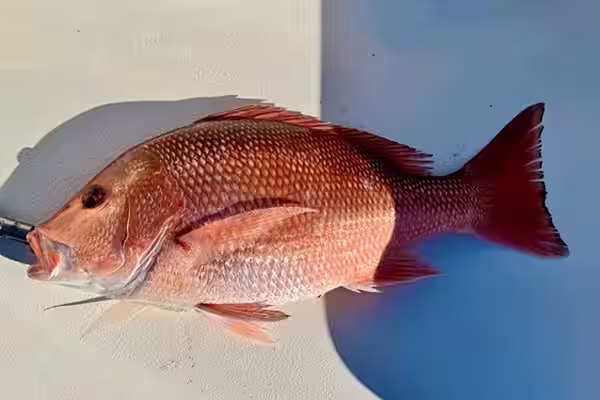 Red Snapper sitting on boat deck caught offshore near in NC