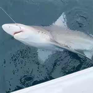 Ocean Isle Beach represents the best shark fishing in NC