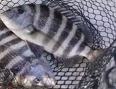 Sheepshead in fishing net on a fishing charter in Ocean Isle Beach, NC