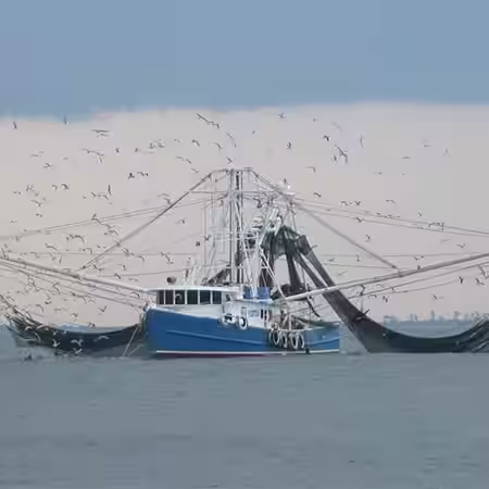behind NC shrimp boats are a good place to shark fish