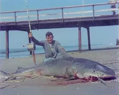 NC State record tiger shark caught at Yaupon Pier