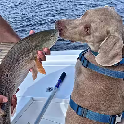 Oakley sniffing a freshly caught fish on the boat during a fishing trip