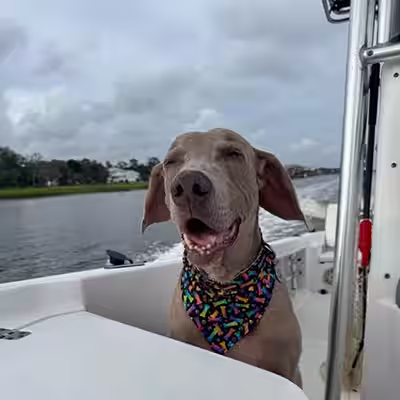 Oakley sitting on the boat, enjoying the ride and the breeze