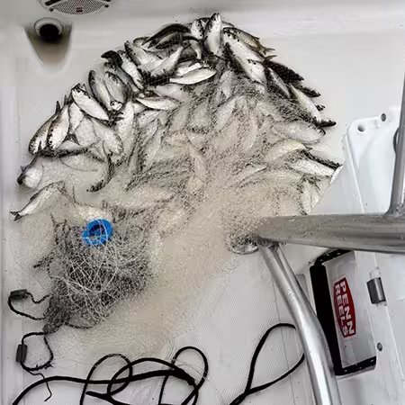 Pogies (AKA Menhaden, Bunker) caught in cast net in Ocean Isle Beach NC