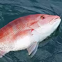 Best Bottom Fishing Rod and Reel Combos