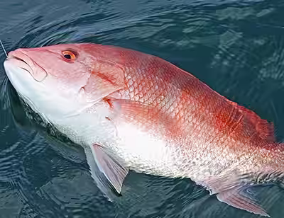 Red Snapper caught nearshore while bottom fishing in NC