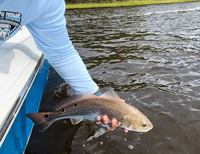 Releasing a NC redfish