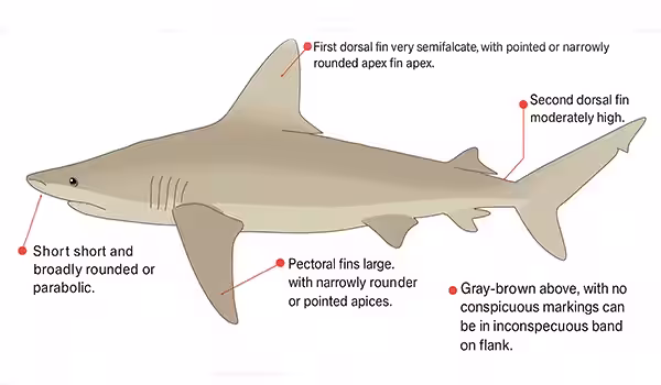 NC Sandbar Shark Identification Card