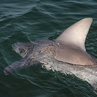 Sandbar Shark