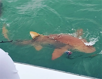 Angler bringing a shark alongside the boat on a shark charter