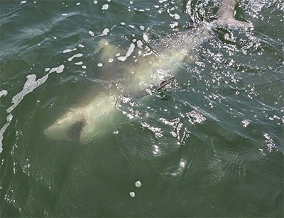 Shark swimming beside the boat on an Ocean Isle Beach charter