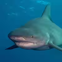 Shark Species You Can Catch in North Carolina