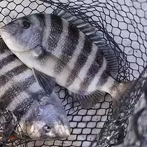 Sheepshead caught in Ocean Isle Beach NC
