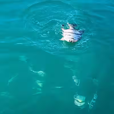 Atlantic Spadefish near Ocean Isle Beach NC