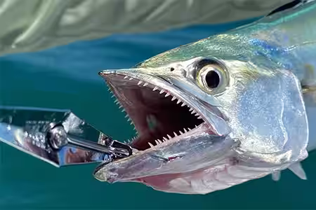 Spanish mackerel caught on a Clarkspoon trolling setup