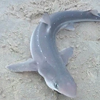 Spiny Dogfish Shark in North Carolina