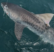 Tiger Shark