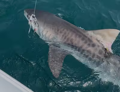Tiger Shark caught on an Ocean Isle Shark Fishing Charter in Summer 2025