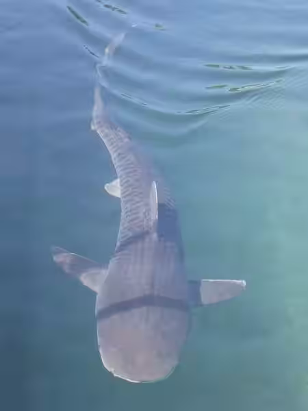 Tiger Shark swimming towards boat