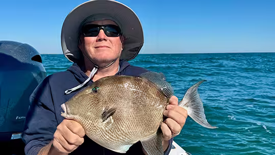 Triggerfish caught on a nearshore fishing charter off Ocean Isle Beach